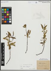 Foto von Salix alba L. x Salix fragilis L.